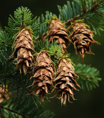 Duglaska tisolistá - Pseudotsuga menziesii - semená - 8 ks