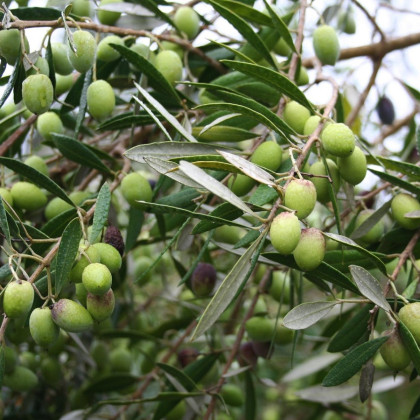 Olivovník európsky - Olea europeae - semená - 5 ks