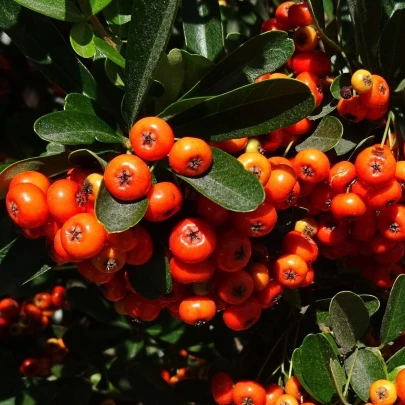 Hlohyňa šarlátová - Pyracantha coccinea - semená - 5 ks