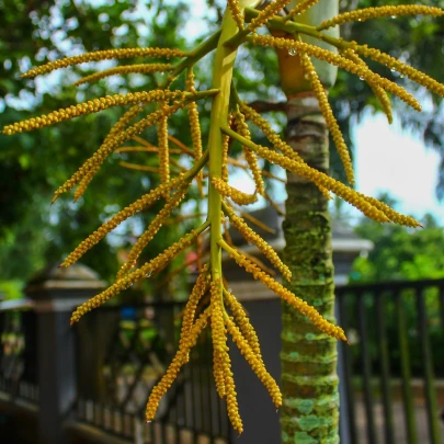 Palma madagaskarská - Dypsis madagascariensis - semená - 3 ks