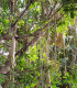 Salámový strom - Kigelia africana - semená - 4 ks