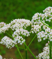 Aníz - Pimpinella anisum - semená - 250 ks