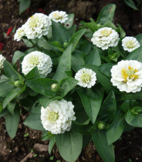 Cínia pôvabná - Zinnia elegans - semená - 100 ks