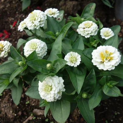 Cínia pôvabná - Zinnia elegans - semená - 100 ks