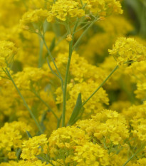 Tarica Gold dust - Alyssum saxatile - semená - 150 ks