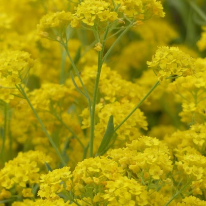 Tarica Gold dust - Alyssum saxatile - semená - 150 ks