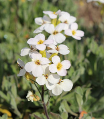 Arábka alpínska - Arabis alpina - semená - 200 ks