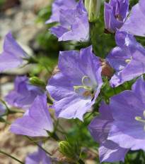 Zvonček karpatský modrý - Campanula carpatica - semená - 400 ks