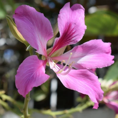 Orchideový strom - Bauhinia purpurea - semená - 4 ks