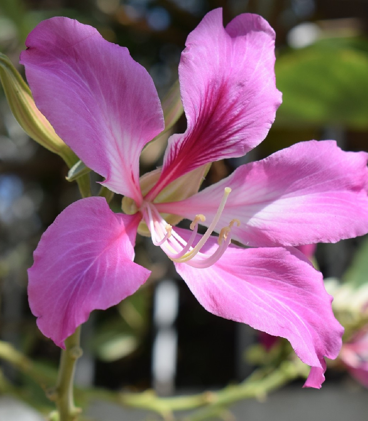 Orchideový strom - Bauhinia purpurea - semená - 4 ks
