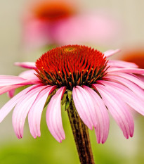 Echinacea purpurová - Echinacea purpurea - semená - 15 ks