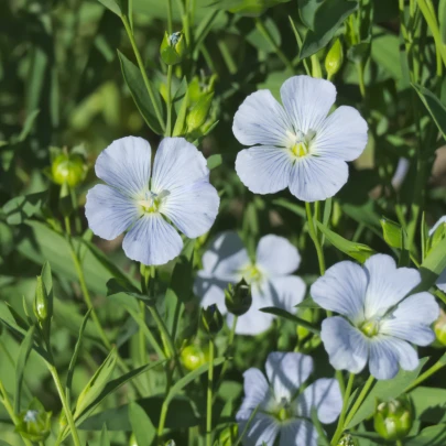 Ľan siaty - Linum usitatissimum - semená - 140 ks