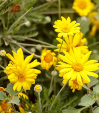 Chryzantéma jedlá - Chrysanthemum coronarium - semená - 400 ks