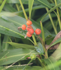 Kardamón obyčajný - Elettaria cardamomum - semená - 5 ks