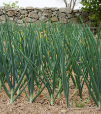 Cibuľa zimná -  Cesnak ošľach - Allium fistulosum - semená - 120 ks