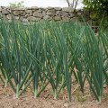 Cibuľa zimná -  Cesnak ošľach - Allium fistulosum - semená - 120 ks