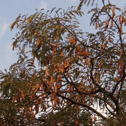 Tamarínd indický - Tamarindus indica - semená - 5 ks