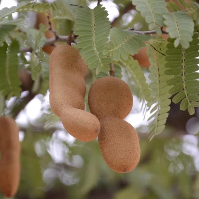 Tamarínd indický - Tamarindus indica - semená - 5 ks