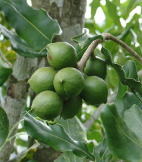 Makadamské oriešky - Macademia integrifolia - semená - 2 ks