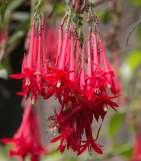 Fuchsia bolívijská - Fuchsia boliviana - semená - 15 ks