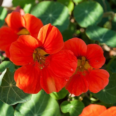 Kapucínka Princess of India - Tropaeolum majus nanum - semená - 15 ks