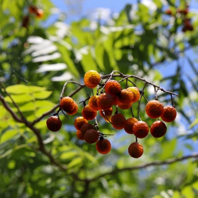 Mydelník pravý - Sapindus saponaria - semená - 3 ks