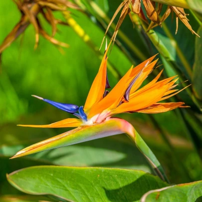 Strelícia kráľovská - Strelitzia reginae - semená - 2 ks