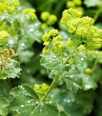 Alchemilka mäkká - Alchemilla mollis - semená - 20 ks