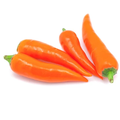 Chilli Bulharská mrkva - Capsicum annuum - semená - 6 ks