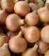 Cibuľa jarná kuchynská Všetana - Allium cepa - semená - 200 ks
