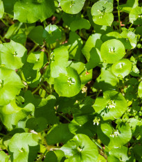 Portulaka zimná - Claytonia perfoliata - semená - 100 ks