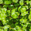 Portulaka zimná - Claytonia perfoliata - semená - 100 ks