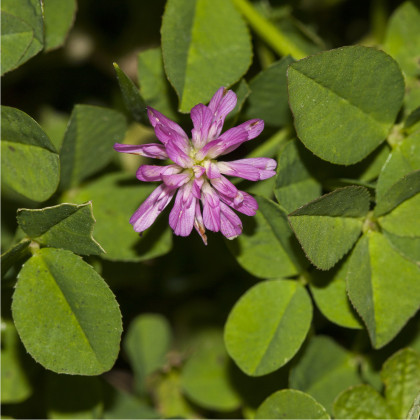 Ďatelina zvrátená - Trifolium resupinatum - semená - 100 ks