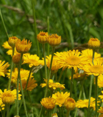 Ruman farbiarsky - Anthemis tinctoria - semená - 500 ks