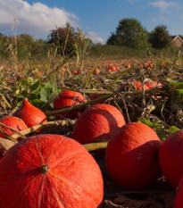 Tekvica Hokkaido Uchiki kuri - Cucurbita maxima - semená - 5 ks