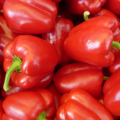 Paprika California Wonder - Capsicum annuum - semená - 20 ks