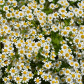 Rimbaba žltá Golden Feverfew - Chrysanthemum parthenium aureum - semená - 400 ks