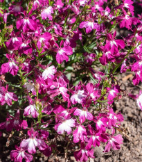 Lobelka previsnutá Color Cascade - Lobelia erinus pendula - semená - 500 ks