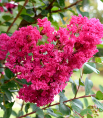 Krepová myrta - Lagerstroemia indica - semená - 6 ks