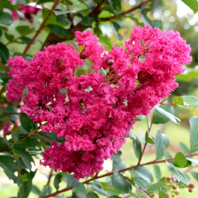 Krepová myrta - Lagerstroemia indica - semená - 6 ks