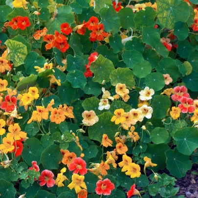 Kapucínka väčšia Lobbianum zmes - Tropaeolum majus - semená - 10 ks