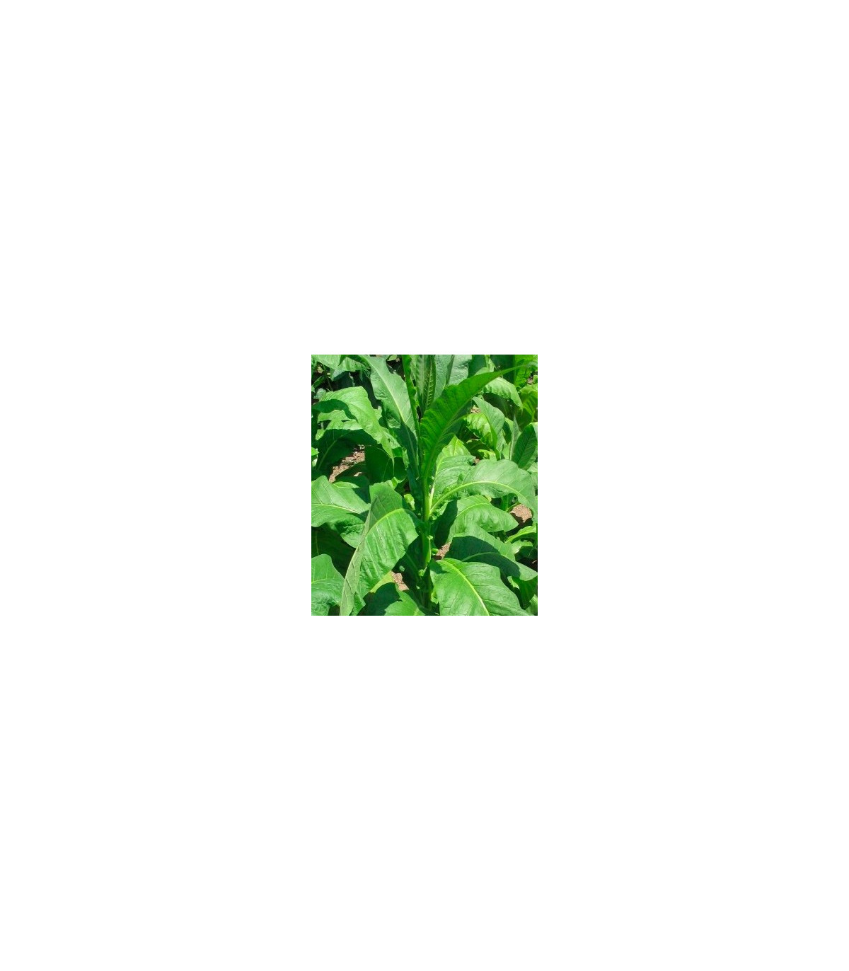 Tabak Orinoco - Nicotiana tabacum - semená - 25 ks