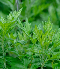 Palina obyčajná - Artemisia vulgaris - semená - 0,01 g