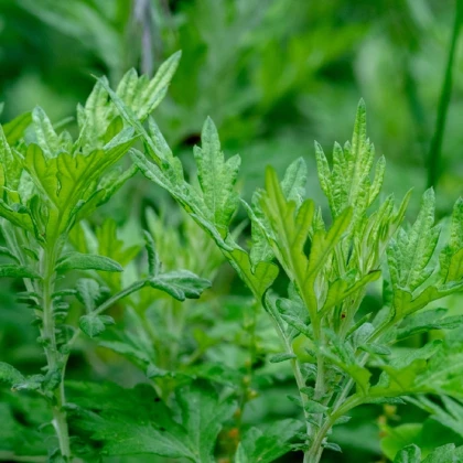 Palina obyčajná - Artemisia vulgaris - semená - 0,01 g