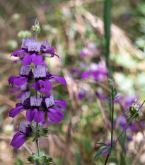 Kolinsia - Collinsia heterophylla - semená - 300 ks