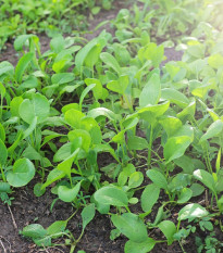 Choy Sum Fuubi - Brassica parachinensis - semená - 100 ks