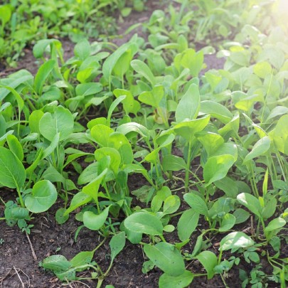 Choy Sum Fuubi - Brassica parachinensis - semená - 100 ks