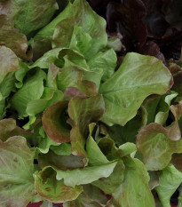 Šalát na balkón Baby leaf - Lactuca sativa - semená - 100 ks