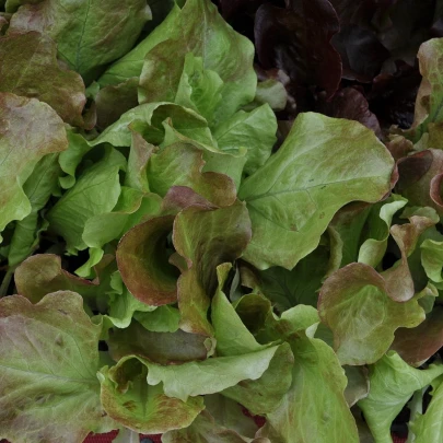 Šalát na balkón Baby leaf - Lactuca sativa - semená - 100 ks