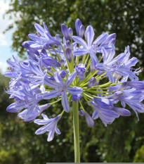 Kalokvet modrý - Agapanthus praecox - semená - 8 ks